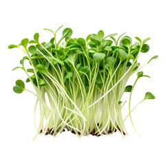 Fresh Microgreens: Healthy Sprouting Seeds