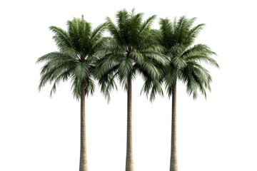 Three tall palm trees, transparent bg