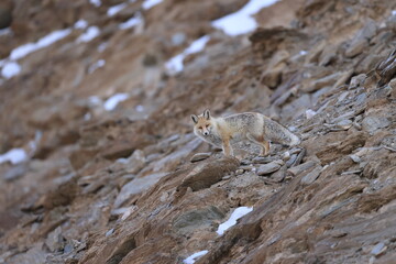 red fox (vulpes vulpes)