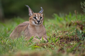 Caracal (Caracal caracal). Lying on the Grass with Alert Ears. Green Bushveld. Intense Gaze and Relaxed Posture.