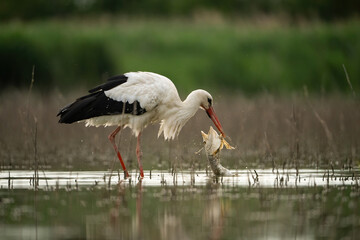 White Stork (Ciconia ciconia). Fisher in the Flooded Fields. Wetland Habitat. Strong Beak and Focused Gaze.