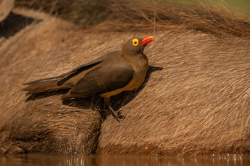 Red-billed Oxpecker (Buphagus erythrorhynchus). Perched on Mammal&rsquo;s Back. Close-Up of Symbiotic Relationship. Golden Light and Warm Tones.