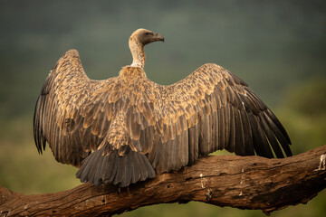 Cape Vulture (Gyps coprotheres). Large Vulture Spreading Wings on a Branch. Woodland Edge. Majestic and Powerful Presence.