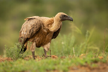 Cape Vulture (Gyps coprotheres). Large Bird Standing in Open Grassland. Rolling Hills. Watchful Stance and Imposing Frame.