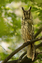 Long-eared Owl (Asio otus). Silent Observer Perched in Dense Greenery. Forest Canopy. Intense Gaze and Camouflaged Feathers.