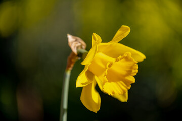 Selective focus of Narcissus in the garden, Daffodil is a genus of predominantly spring perennial plants of the amaryllis family, Golden yellow flowers and grass on the field, Nature floral background