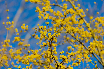 Selective focus of yellow flowers on the tree, Cornus mas or commonly known as Cornelian cherry dogwood is a species of shrub or small tree in the dogwood family Cornaceae, Natural floral background.