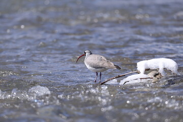 ibisbill (Ibidorhyncha struthersii)
