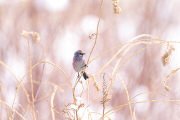white-browed tit-warbler (Leptopoecile sophiae)