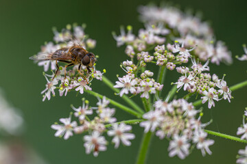 Hoverfly (Eristalis spec.), Steinhuder Meer, Germany