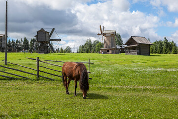 A horse grazes on a green meadow, with windmills in the background