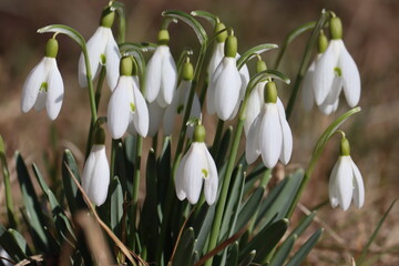 Flowering white snowdrop (Galanthus nivalis) plants in spring garden