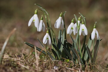 Flowering white snowdrop (Galanthus nivalis) plants in spring garden
