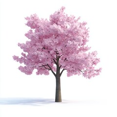 Fototapeta premium Delicate Cherry Blossom Tree in Full Bloom Against a White Background for Serene Concepts