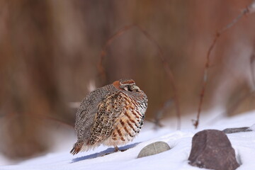 Tibetan partridge (Perdix hodgsoniae)