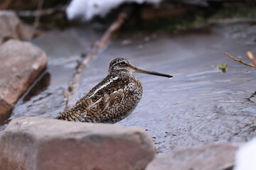 solitary snipe (Gallinago solitaria)