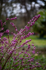 Obraz premium Common wolfberry (Daphne mezereum) delicate pink flowers blooming on tree branches