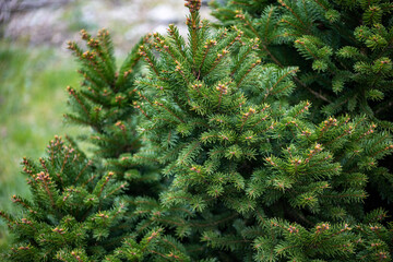 Lush green spruce conifers with new growth tips