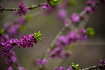 Obraz premium Common wolfberry (Daphne mezereum) delicate pink flowers blooming on tree branches