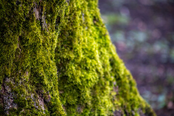 Close up of vibrant green moss on tree bark