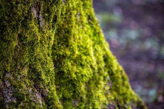 Close up of vibrant green moss on tree bark