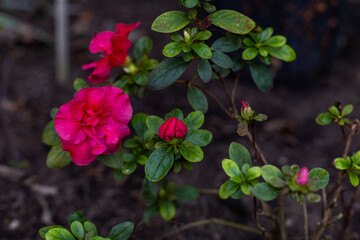 Azalea blooming beautifully in a vibrant greenhouse