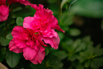 Azalea blooming beautifully in a vibrant greenhouse