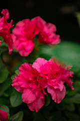 Fototapeta premium Azalea blooming beautifully in a vibrant greenhouse vertical