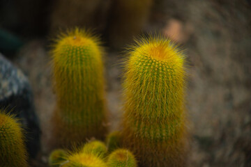 Vibrant yellow-green cacti in a desert setting