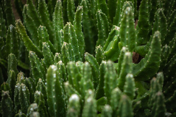 Close up of many vibrant green cactus plants