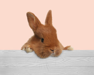 Cute fluffy bunny peeking out from white wooden fence on pastel pink background