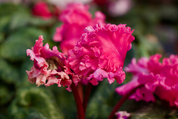 Pink Cyclamen Flower  