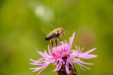 Bee pollinates a Brown Knapweed