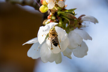 Bee pollinates cherry blossom