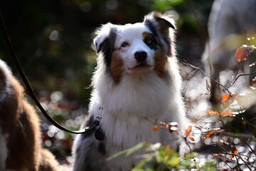 Portrait eines schönen Australien Shepherd