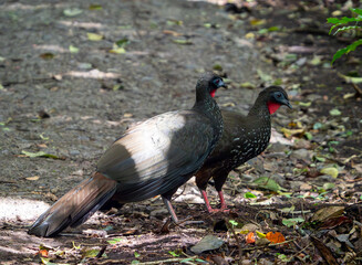 Crested guans in Costa Rica
