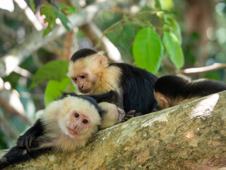 Capuchin monkeys grooming on a tree branch in Costa Rica