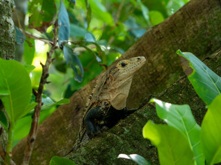 Iguana in Costa Rica