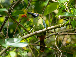 Emerald toucanet, green toucan sitting on tree branch in Costa Rica
