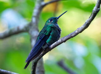 Green Blue Hummingbird sitting on tree branch in Costa Rica