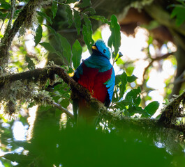 Resplendent quetzal sitting on tree branch in Costa Rica