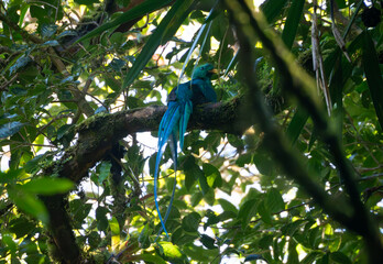 Resplendent quetzal sitting on tree branch in Costa Rica