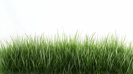 Green Grass Field Against White Background