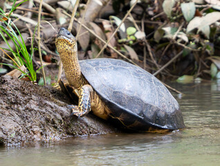Turtle sitting by the river in Costa Rica