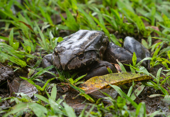 Giant Toad in Costa Rica