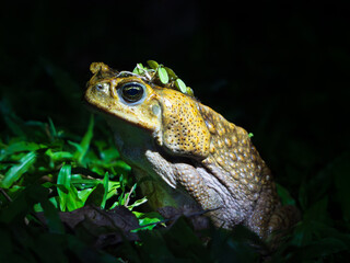 Cane Toad at night time with leaves on head in Costa Rica
