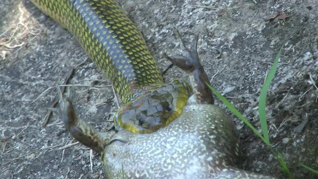 Cobra d &aacute;gua, alimentando-se de uma r&atilde;.
Cobra n&atilde;o pe&ccedil;onhenta comum no sudeste e sul do Brasil
Nome cientifico: Erythrolamprus miliaris.