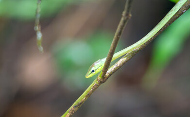 Green Vine Snake Head in Costa Rica