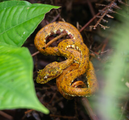 Yellow Eyelash pit viper in Costa Rica