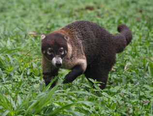 Fototapeta premium Cuati running in the grass in Costa Rica